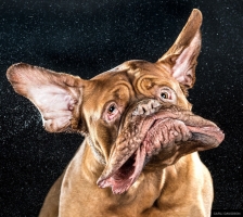 犬が顔をブルブルしてる瞬間を撮った写真クソワロタwwwwww