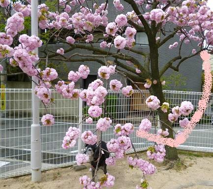 八重桜バラバラ事件