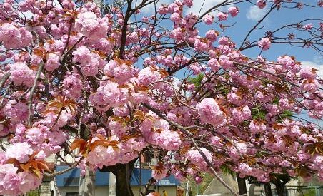 ショッキングピンク八重桜