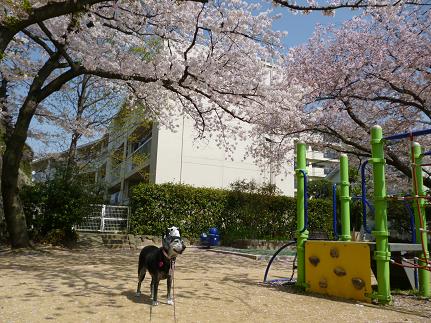 桜の小さい公園