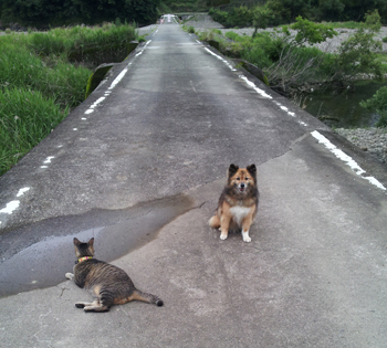 沈下橋の犬と猫20130611a
