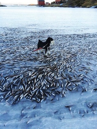 凍った魚群