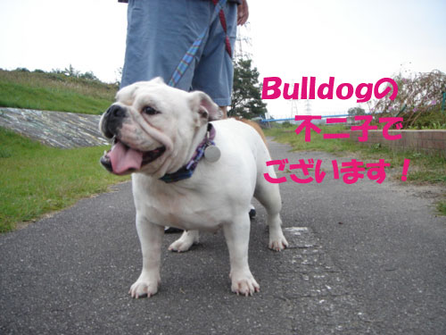 bulldog 不二子Ａ
