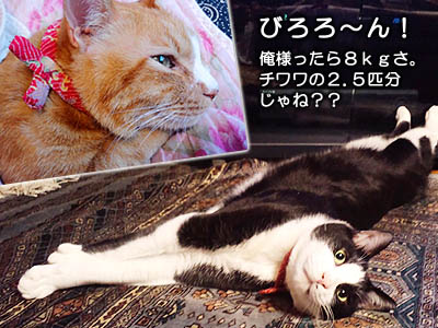 ＢＩＧな猫・モグ＝チワワ２.５匹分