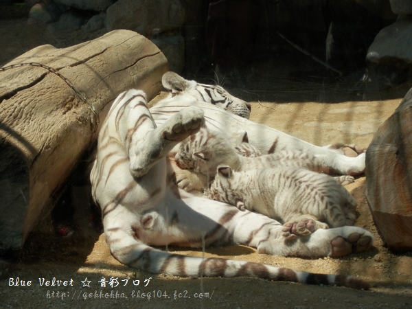 2013-05-04 東武動物公園　ホワイトタイガー