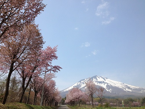 岩木山桜