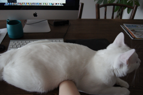 猫あるある パソコン作業の邪魔をする２ ｊ ｈ 元ノラ白猫兄弟のブログ
