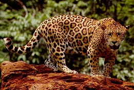 Standing_jaguar.jpg