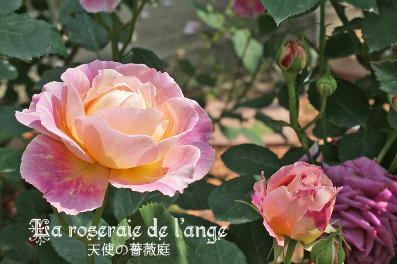 クロード モネｄｅｌ フレンチローズ 複雑に美しい色と絞りの薔薇 La Roseraie De L Ange 天使の薔薇庭