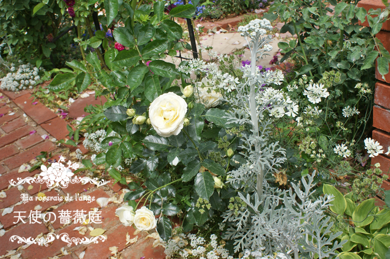 マリー アントワネット La Roseraie De L Ange 天使の薔薇庭