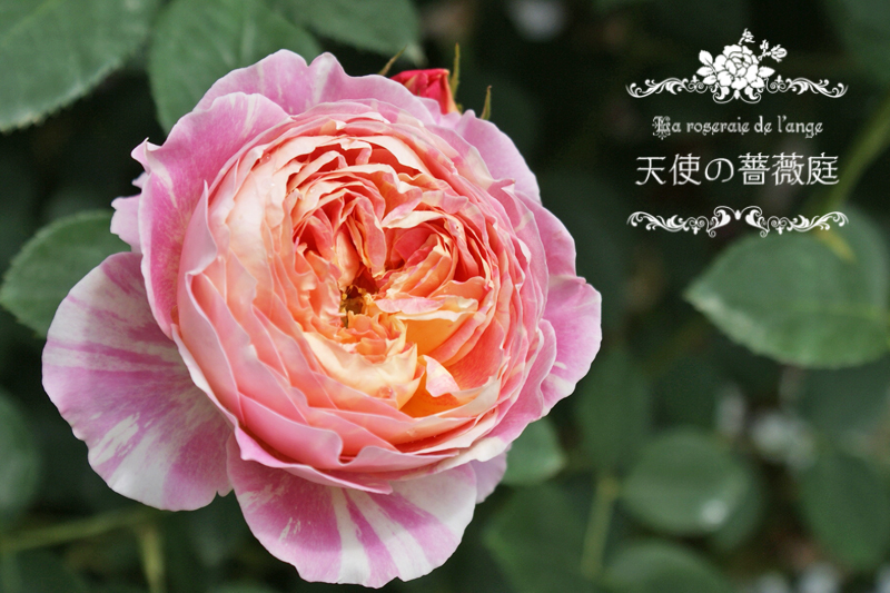 クロード モネｄｅｌ フレンチローズ 複雑に美しい色と絞りの薔薇 La Roseraie De L Ange 天使の薔薇庭