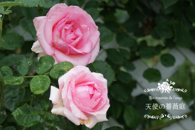 ヒストリーht ピエールっぽい可愛いバラ 夏もこんなに可愛い La Roseraie De L Ange 天使の薔薇庭