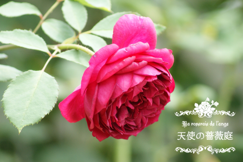 新品種 オータムルージュ（ばら工房パティオローズ）☆６月のお花☆・*: La roseraie de l'ange＊天使の薔薇庭＊