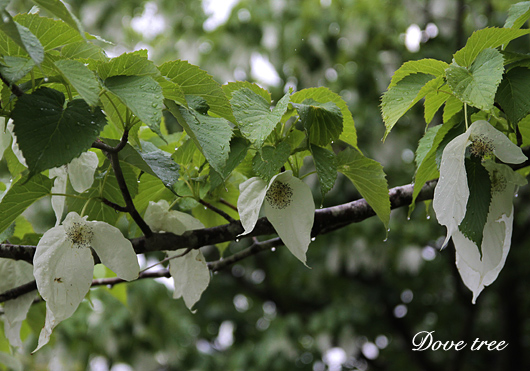 Dove-tree.jpg