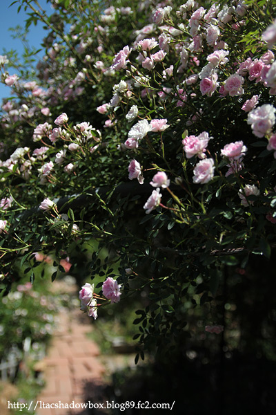 Rose-garden.jpg