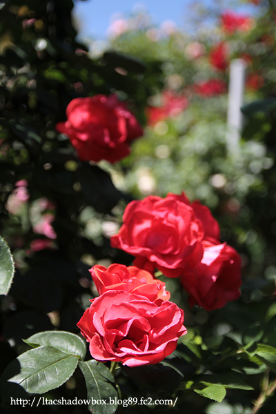 Rose-garden2.jpg
