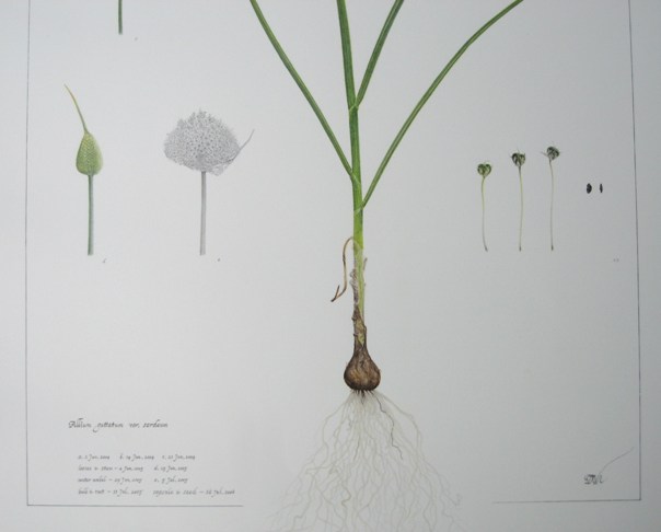 ☆Allium guttatum subsp. sardoum