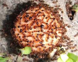 ベスト50 蟻 食べ物 最高の花の画像