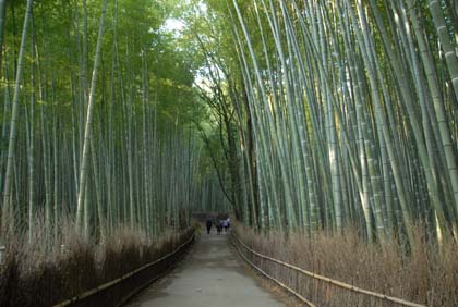 2013 12 京都 嵯峨野の竹林