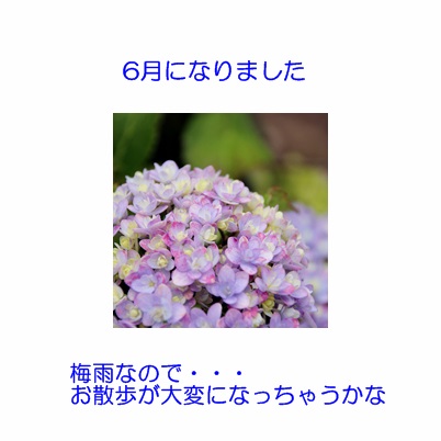 6月No1　紫陽花