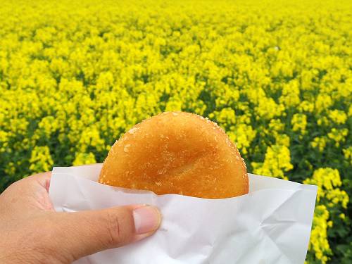 curry bread on field mustards plant inyokohama town, aomori, 250524 1-1_s