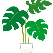 plant_monstera.png