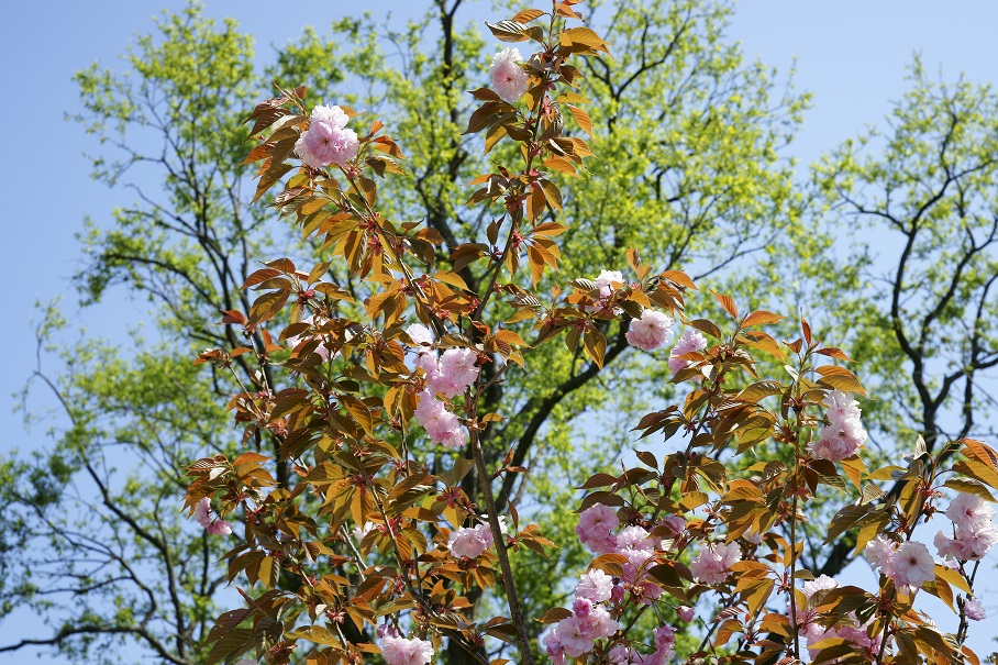2013名残の桜1