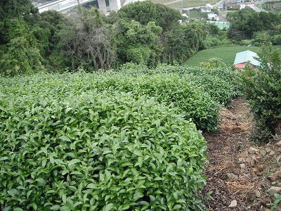急斜面のやまに園茶房の茶畑