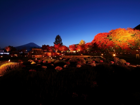 河口湖紅葉まつり2014　紅葉ライトアップと富士山