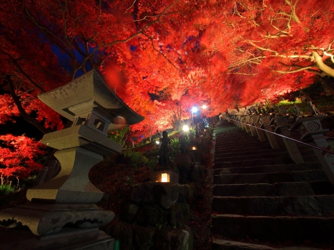 雨降山　大山寺・大山阿夫利神社の紅葉ライトアップ
