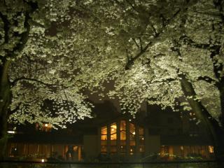 明日館夜桜のライトアップ