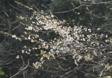 軽井沢の山桜