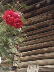 薔薇と納屋
